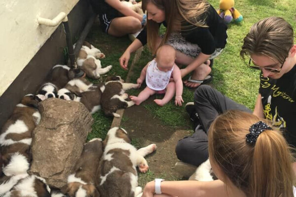Adorable Saint Bernard puppies,
