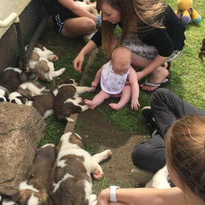 Adorable Saint Bernard puppies, | PostAds PH