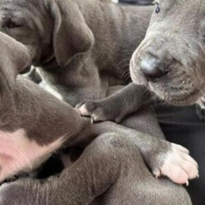 Beautiful Great Dane tea cup puppies. | PostAds PH