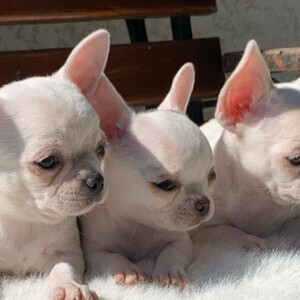 Home raised tea cup chihuahua puppies, | PostAds PH