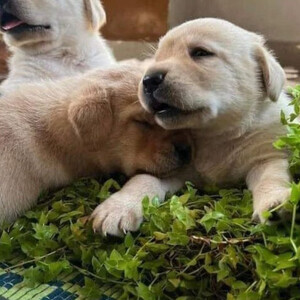 awesome labrador puppies | PostAds PH