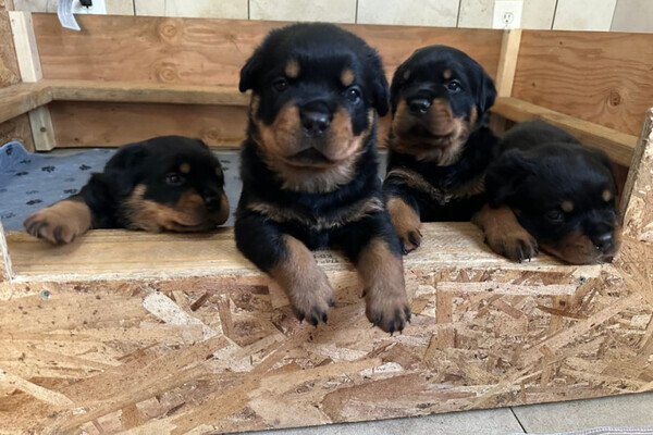 Beautiful Rottweiler Puppies