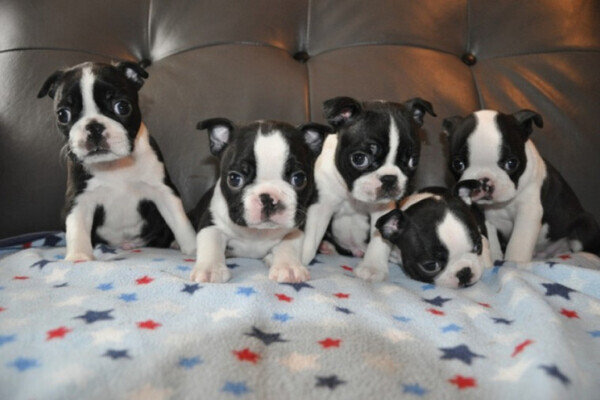 Very cute Boston Terrier,