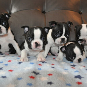 Very cute Boston Terrier, | PostAds PH