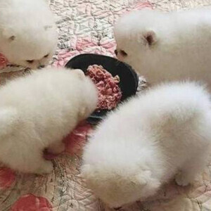 Beautiful Pomeranian puppies for good home | PostAds PH