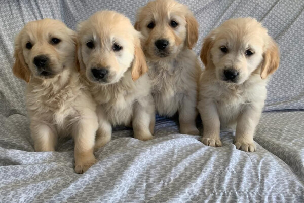 Cute Golden retriever,