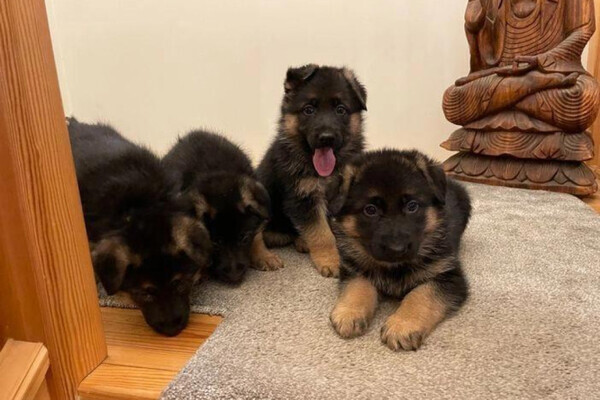 Beautiful German shepherd puppies,