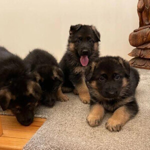 Beautiful German shepherd puppies, | PostAds PH