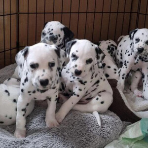 Beautiful Dalmatian Puppies, | PostAds PH