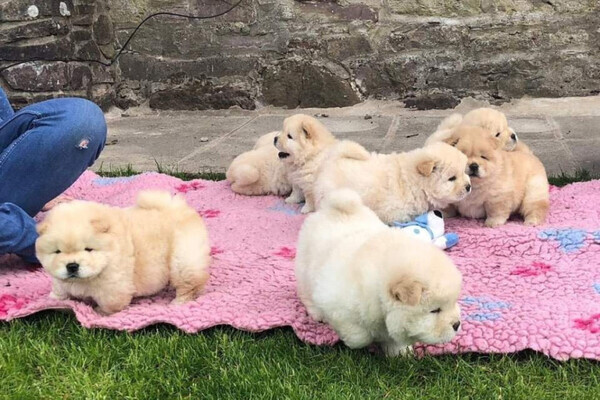 Beautiful Chow Chow Puppies,