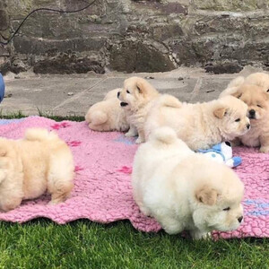 Beautiful Chow Chow Puppies, | PostAds PH