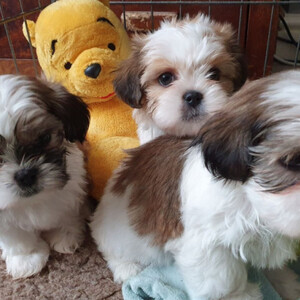 Beautiful Shih Tzu | PostAds PH