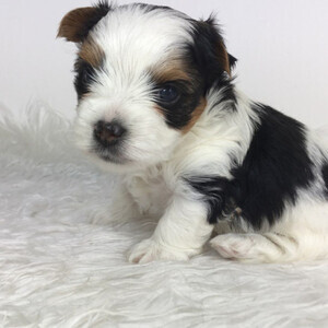Beautiful Biewer Terrier puppies, | PostAds PH