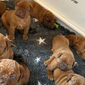Dogue de Bordeaux | PostAds PH