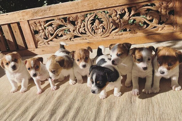 Beautiful Cavapoo puppies,