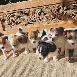 Beautiful Cavapoo puppies, | PostAds PH