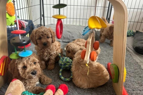 Beautiful Cavapoo puppies,s