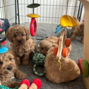 Beautiful Cavapoo puppies,s | PostAds PH