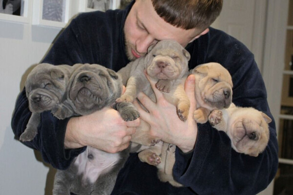Outstanding Shar Pei Puppies,
