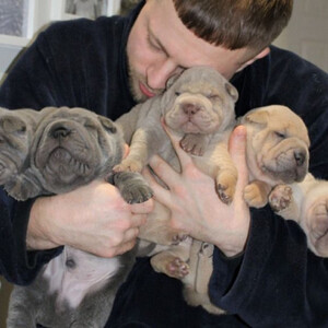 Outstanding Shar Pei Puppies, | PostAds PH