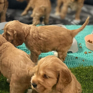Cocker Spsaniel Puppies. | PostAds PH