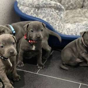 Beautiful Staffordshire Bull Terrier pups, | PostAds PH