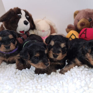 Excellent Yorkie Puppies. | PostAds PH