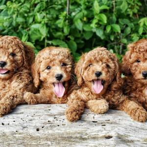 Beautiful Toy poodle puppies, | PostAds PH
