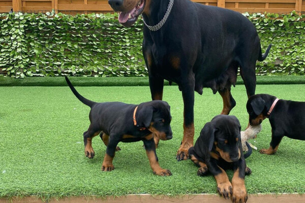 Beautiful Doberman puppies,