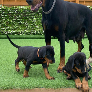 Beautiful Doberman puppies, | PostAds PH