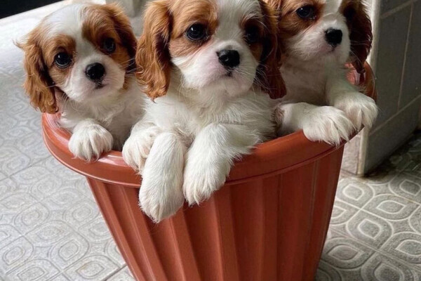 beautiful cavalier king charles,