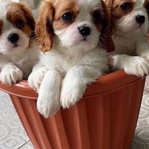 beautiful cavalier king charles, | PostAds PH