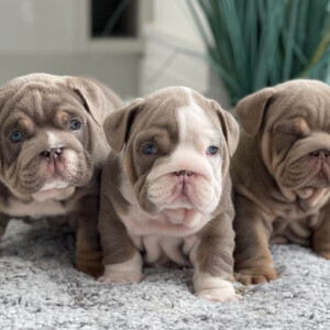 Magnificent English Bulldog Puppies | PostAds PH