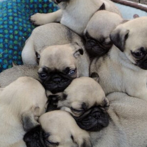 Cute pug puppies, | PostAds PH