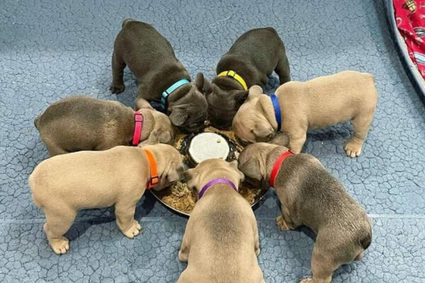 Quality French Bulldog Puppies.