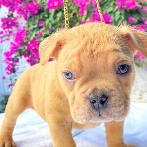 Exotic Bully Puppies | PostAds PH