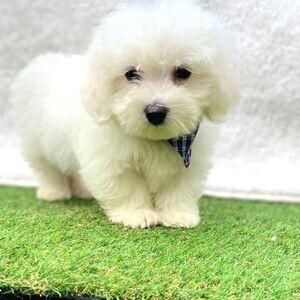 Sweet Taste Maltese Terrier Puppies | PostAds PH