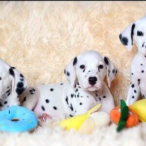 Original Dalmatian Beauty | PostAds PH