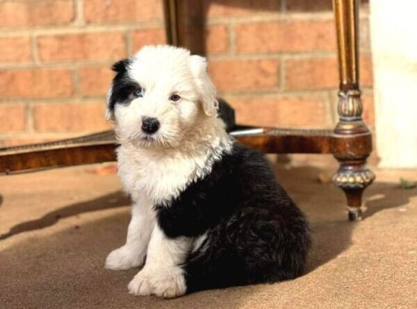 English Shepherd Bobtail Puppies