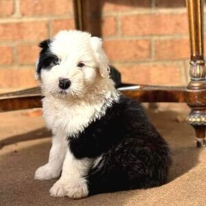 English Shepherd Bobtail Puppies | PostAds PH