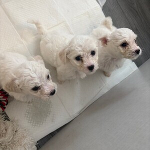 Ready to Leave BICHON FRISE | PostAds PH