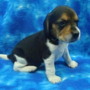 male and female Beagle puppies | PostAds PH