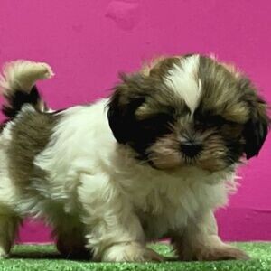 Shih Tzu Puppy Viber:(+63-9455-189-371) WhatsApp:(+63-9455-189-371) | PostAds PH