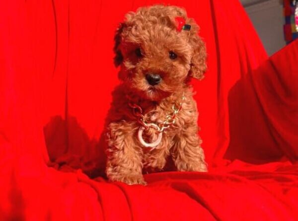 Tiny Toy Poodle Puppies