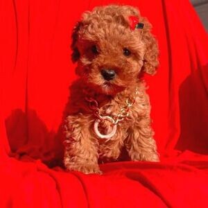Tiny Toy Poodle Puppies | PostAds PH