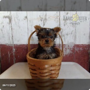 Yorkshire Terrier | PostAds PH