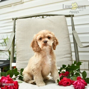 Cocker Spaniel | PostAds PH