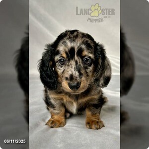 Miniature Dachshund | PostAds PH