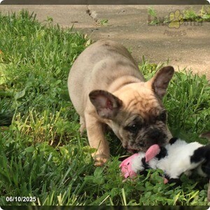 French Bulldog | PostAds PH