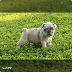 French Bulldogg | PostAds PH